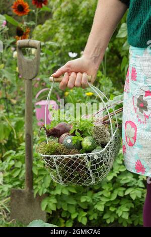 Femme dans un jardin potager. Jardinière féminine transportant un panier de légumes fraîchement récoltés dans son jardin de cuisine domestique lors d'une soirée d'été. ROYAUME-UNI Banque D'Images