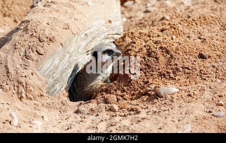 Meerkats en alerte dans un parc animalier Banque D'Images