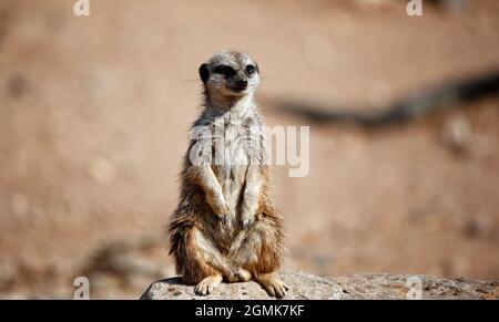 Meerkats en alerte dans un parc animalier Banque D'Images