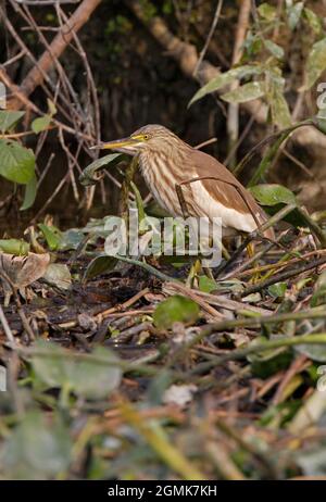 Étang-héron indien (Ardeola grayii) oiseau de plumage non reproducteur marchant sur la végétation flottante Koshi Tappu, Népal Janvier Banque D'Images