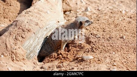 Meerkats en alerte dans un parc animalier Banque D'Images