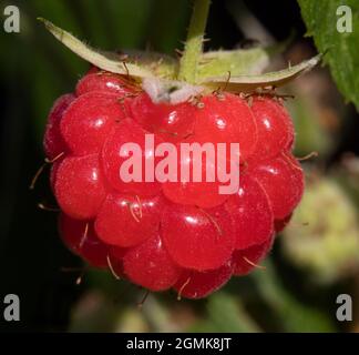 Framboise sur la vigne Banque D'Images