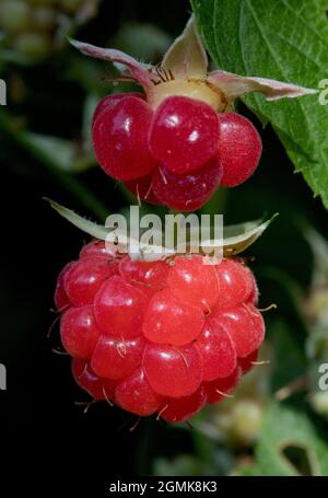 Framboise sur la vigne Banque D'Images