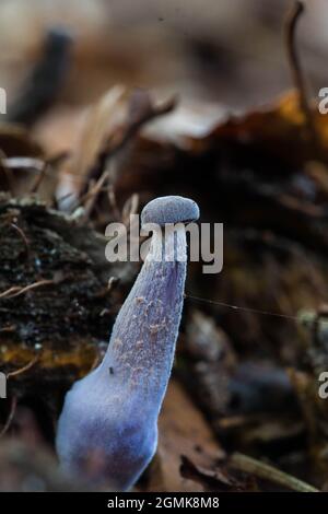 Jeune spécimen de l'écepteur améthyste (Laccaria améthystina) qui pousse dans la litière forestière Banque D'Images