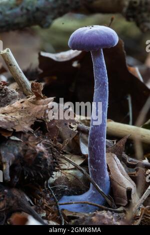 Jeune spécimen de l'écepteur améthyste (Laccaria améthystina) qui pousse dans la litière forestière Banque D'Images
