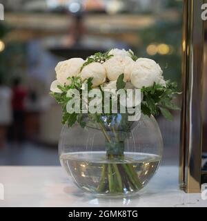 Bouquet de boutons de pivoine blancs avec branches de pittosporum tenuifolium dans un vase en verre rond sur une fenêtre de magasin Banque D'Images