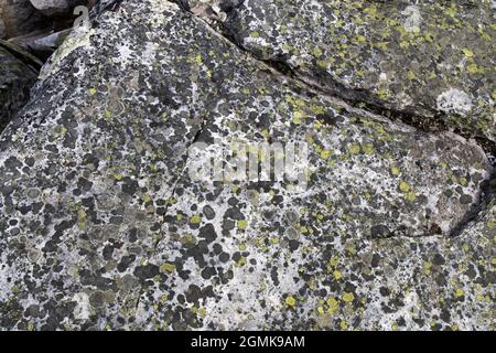 Différents types de mousses et de lichens sur de grands blocs de Carélie. Lasallia pustulata est une espèce de lichen de la famille des Umbilicariaceae. Banque D'Images