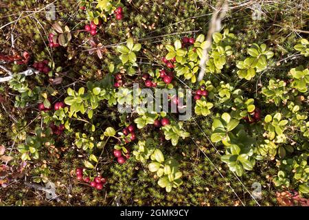 Arbustes de mûres de lingonyre avec baies sur la commune de Polytrichum de la mousse verte. Automne à Carélie Banque D'Images