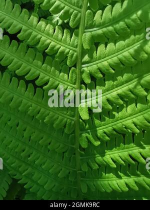 Feuilles de fougères vertes pour l'arrière-plan. Texture naturelle. Feuillage naturel floral fond de fougères en plein soleil. Gros plan Banque D'Images