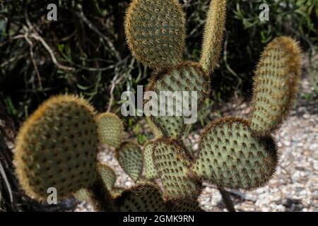 Opuntia microdasys (Angel's Wings, oreilles de lapin lapin, cactus cactus ou cactus à pois) Banque D'Images