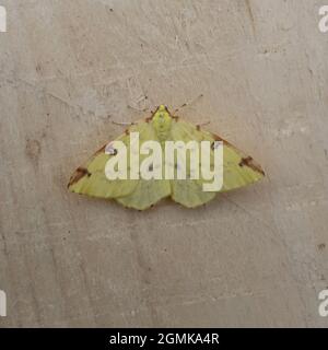 La partie supérieure d'une Moth de Brimstone, Opisthograptis luteolata, au repos sur un morceau de bois. Banque D'Images