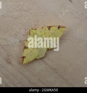 La partie supérieure d'une Moth de Brimstone, Opisthograptis luteolata, au repos sur un morceau de bois. Banque D'Images