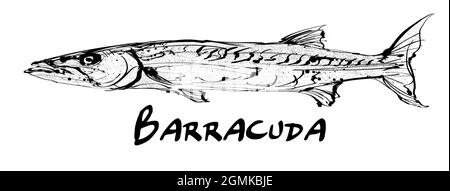 Dessin d'un seul poisson barracuda sur fond blanc - illustration vectorielle Illustration de Vecteur