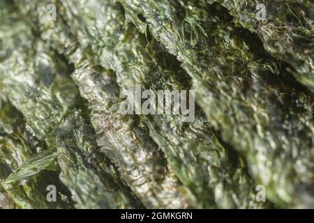 Gros plan de feuilles d'algues séchées comestibles Nori / Pyropia utilisées comme ingrédient alimentaire pour la fabrication de sushis dans la cuisine japonaise et coréenne. Banque D'Images