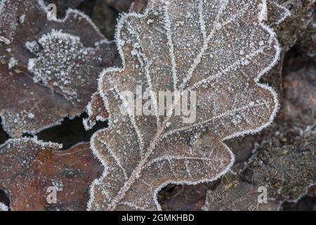 Gros plan de feuilles de chêne dépoli / Quercus en hiver. Pour les températures froides, les conditions hivernales difficiles, Banque D'Images