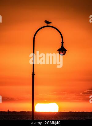 Silhouette au coucher du soleil. Un mouette se trouve sur une lampe tandis que les couchers de soleil se trouvent à Melbourne, en Australie. Banque D'Images