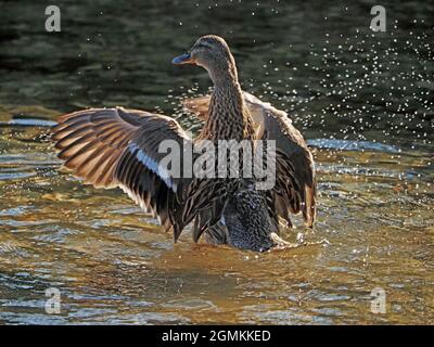 Le canard colvert femelle (Anas platyrhynchos) éclabousse alors qu'il se prélasse avec des ailes de canard débordées sur un ruisseau ensoleillé à Cumbria, Angleterre, Royaume-Uni Banque D'Images