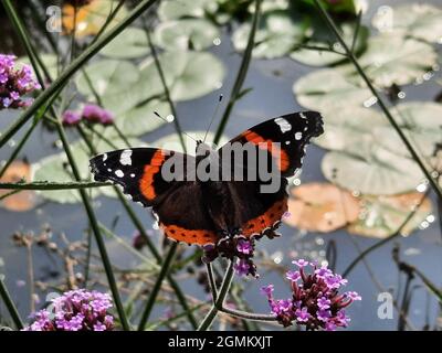 Amiral rouge (Vanessa atalanta, Syn .: Pyramiis atalanta) sur un vervain argentin ou un vervain de la cime (Verbena bonariensis) Banque D'Images