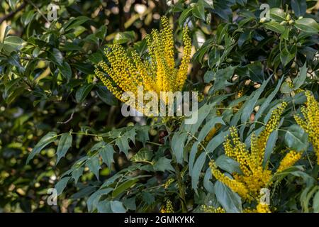 Fleurs de Mahonia napulensis jaune en automne Banque D'Images