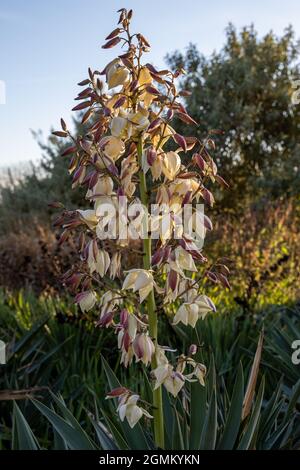 Pointe de fleur de Yucca gloriosa en été Banque D'Images