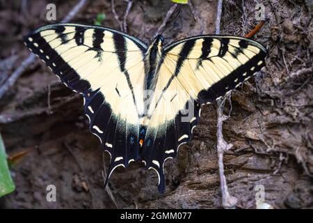 Papillon à queue de tigre de l'est (Papilio glaucus) le long de la rivière Chattahoochee à Sandy Springs, en Géorgie. (ÉTATS-UNIS) Banque D'Images