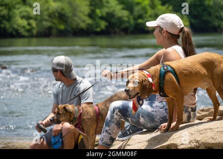 Couple avec des chiens se détendant le long de la côte rocheuse de la rivière Chattahoochee à Sandy Springs, juste au nord d'Atlanta, en Géorgie. (ÉTATS-UNIS) Banque D'Images