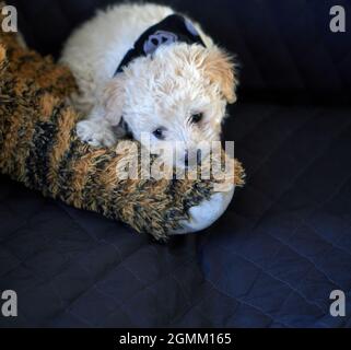 Marron clair Mini jouet coodle chiot jouant avec la patte de tigre farcie . vertical. Fond sombre Banque D'Images