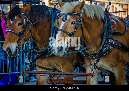 Les poneys Shetland tirent une calèche dans les rues pendant le défilé Mardi gras de Joe Cain Day, 26 février 2017, à Mobile, Alabama. Banque D'Images