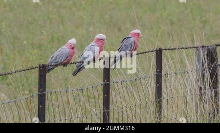 trois galahs perchés sur une clôture en treillis métallique à glen davis Banque D'Images