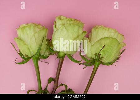 détails de trois roses blanches avec des feuilles sur fond rose en studio, beauté de la nature, gros plan sur les pétales, style Banque D'Images