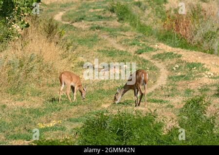 Le doe à queue blanche et le cerf fauve broutent sur l'herbe près des pistes hors route du parc Banque D'Images