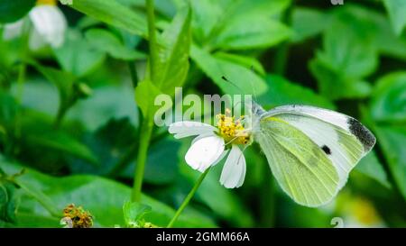 Un papillon blanc sur une fleur de pilosa de Bidens dans le jardin Banque D'Images