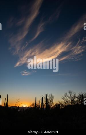 Des whiskies spectaculaires de nuages au coucher du soleil et des silhouettes de cactus dans le parc national de Saguaro Banque D'Images