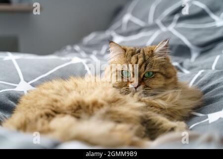 Le joli chat long de Tabby britannique doré se trouve sur un lit gris Banque D'Images