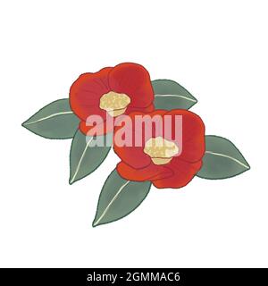 camellia. Sur fond blanc. Banque D'Images