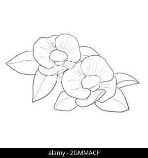 camellia. Sur fond blanc. Banque D'Images