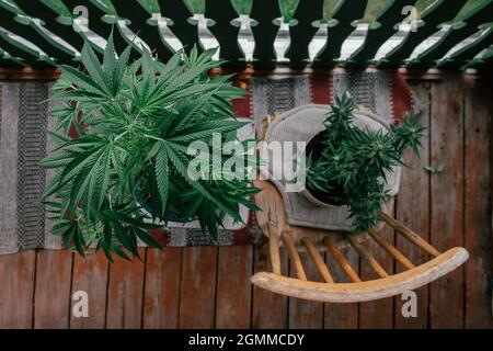 Plante de cannabis et de marihuana sur le balcon. Vue de dessus. Banque D'Images