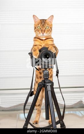 Un chat domestique drôle prend des photos avec un appareil photo reflex sur un trépied. Banque D'Images