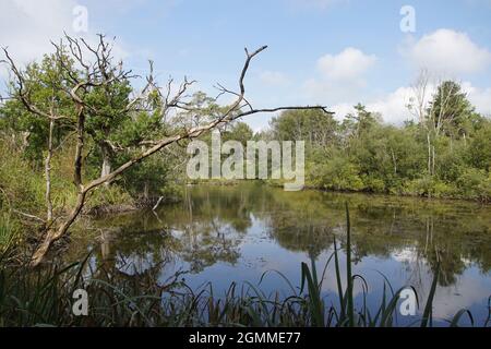 Petit lac de dunes avec arbres en été près du village de Bergen aux pays-Bas. Les arbres reflétés dans l'eau. Septembre. Banque D'Images