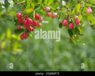 Karonda fruit, Carissa carandas L. Karanda; Carunda; l'épine du Christ, Apocynaceae arbre qui fleurit dans le jardin sur un arrière-plan flou de la nature Banque D'Images