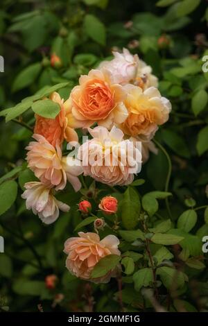 Fleurs de Rosa Grace 'Auskeppy' en été dans le jardin Banque D'Images