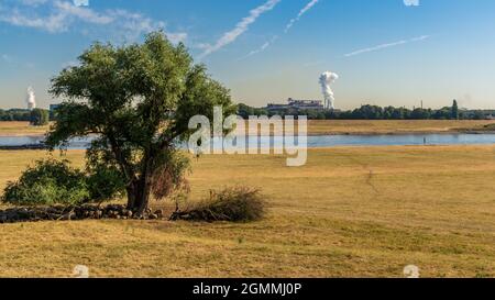 Troupeau de moutons qui se cachent de la chaleur à l'ombre de certains arbres, vu sur le bord du Rhin à Duisburg, Rhénanie-du-Nord-Westfalia, Allemagne Banque D'Images