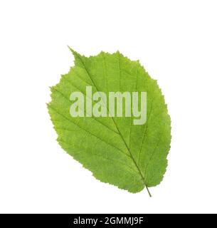 Feuille verte de Hazel isolée sur fond blanc Banque D'Images