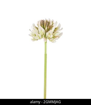 Trèfle blanc en fleurs (Trifolium repens) isolé sur fond blanc. Banque D'Images