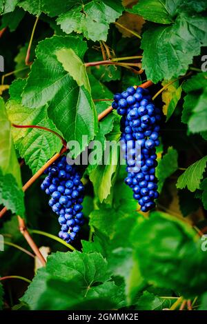 Des grappes de raisin noir sont accrochées à un arbuste à feuillage vert. Produit naturel pour la fabrication du vin. Arrière-plan. Banque D'Images