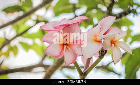 gros plan de fleur de frangipani rose ou de fleur de plumeria rose dans le jardin Banque D'Images