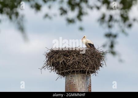 un ciconien blanc (ciconia ciconia) assis en nid sur une cheminée industrielle Banque D'Images