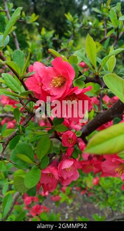 Fleurs rouge cramoisi sur un Bush, macro Banque D'Images