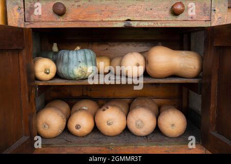 Citrouilles et courge musquée dans une armoire en bois rustique Banque D'Images
