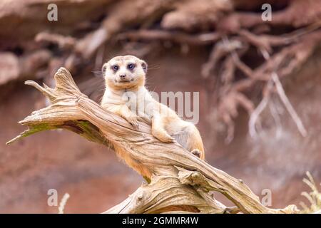 un meerkat sur la garde, allongé sur une racine d'arbre morte Banque D'Images